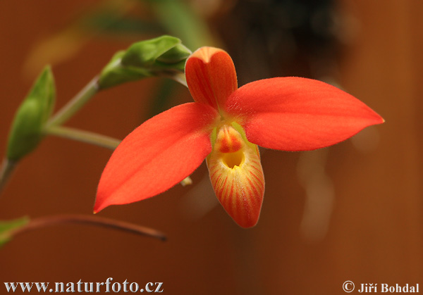 Orchidej (Orchidea sp.)