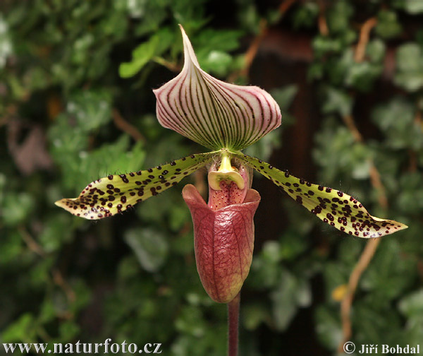 Orchideje (Orchidea sp.)