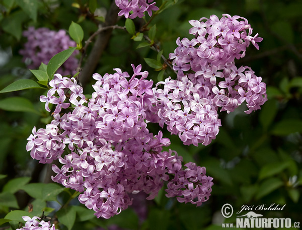 Orgován obyčajný (Syringa vulgaris)