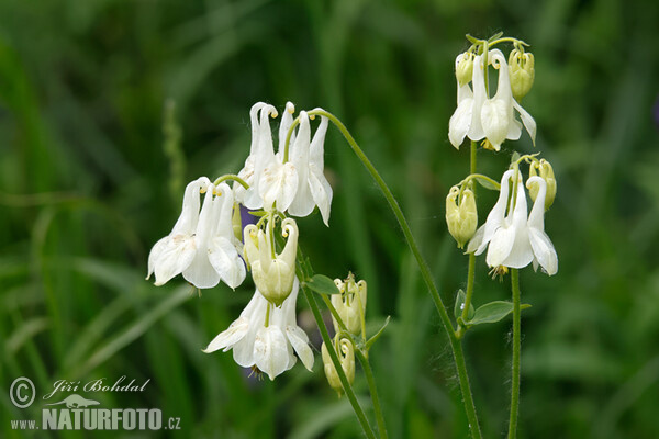 Orlíček obecný (Aquilegia vulgaris)