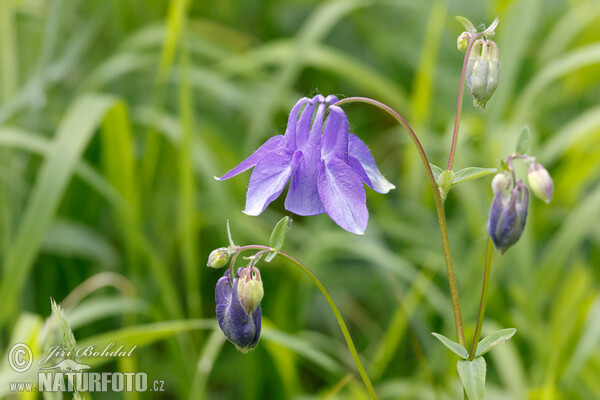 Orlíček obecný (Aquilegia vulgaris)