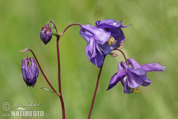 Orlíček obecný (Aquilegia vulgaris)