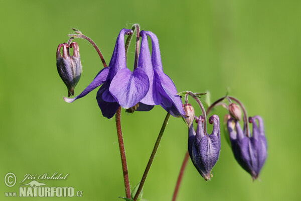 Orlíček obecný (Aquilegia vulgaris)