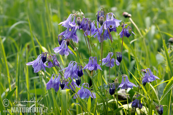 Orlíček obyčajný (Aquilegia vulgaris)