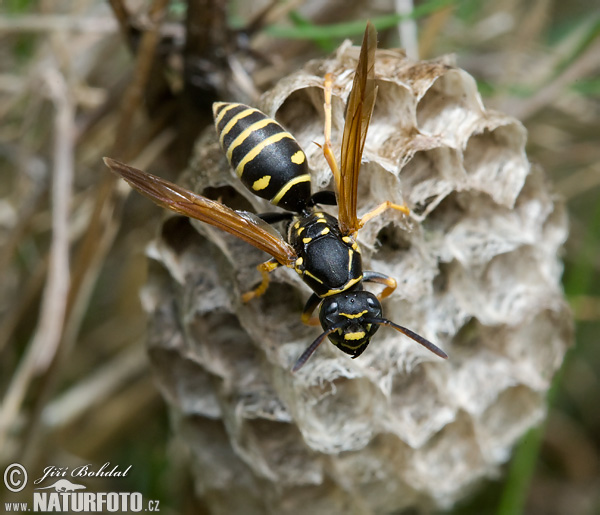 Osa dravá (Polistes gallicus)