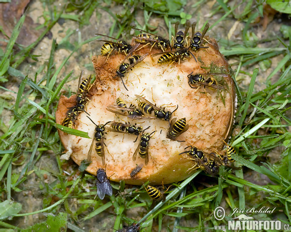 Osa obyčajná (Vespula vulgaris)