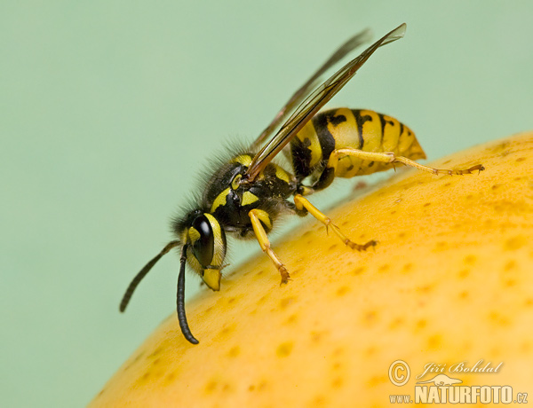 Osa obyčajná (Vespula vulgaris)