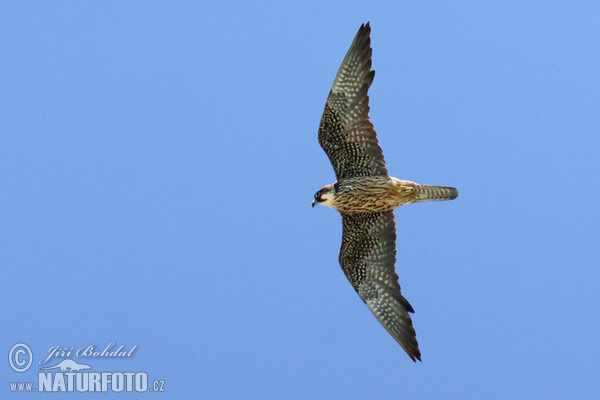 Ostříž jižní (Falco eleonorae)