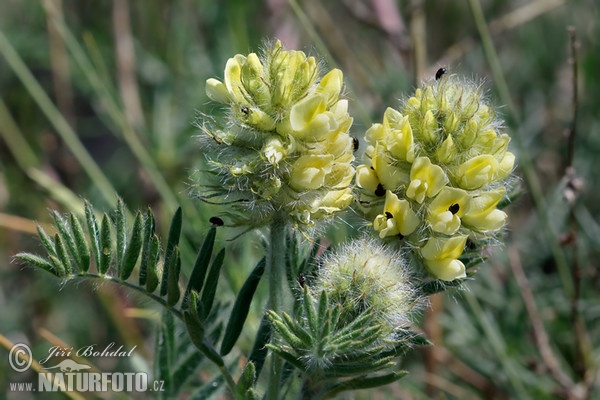 Ostropysk chlpatý (Oxytropis pilosa)