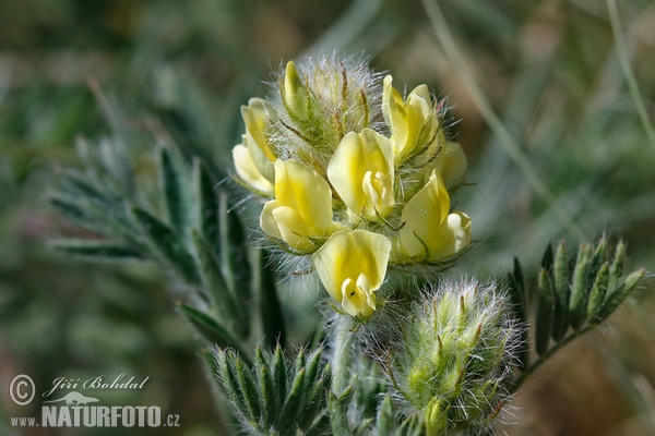 Ostropysk chlpatý (Oxytropis pilosa)