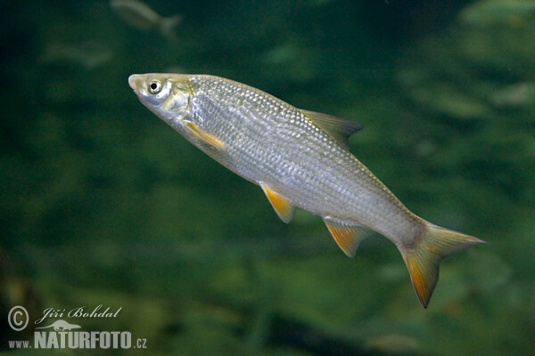 Ostroretka stěhovavá (Chondrostoma nasus)