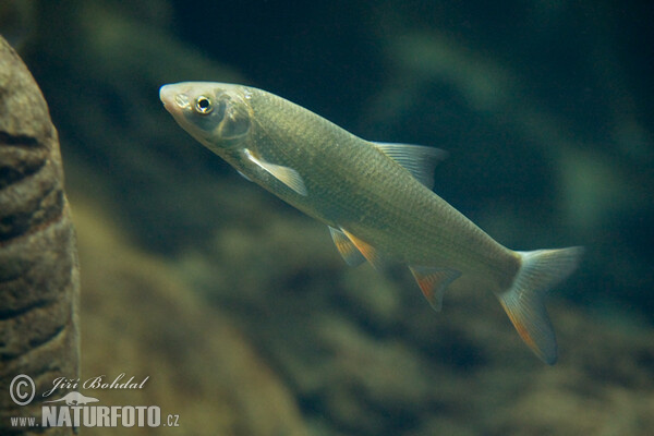 Ostroretka stěhovavá (Chondrostoma nasus)