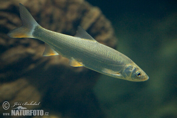 Ostroretka stěhovavá (Chondrostoma nasus)