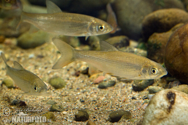 Ostroretka stěhovavá (Chondrostoma nasus)