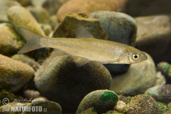 Ostroretka stěhovavá (Chondrostoma nasus)