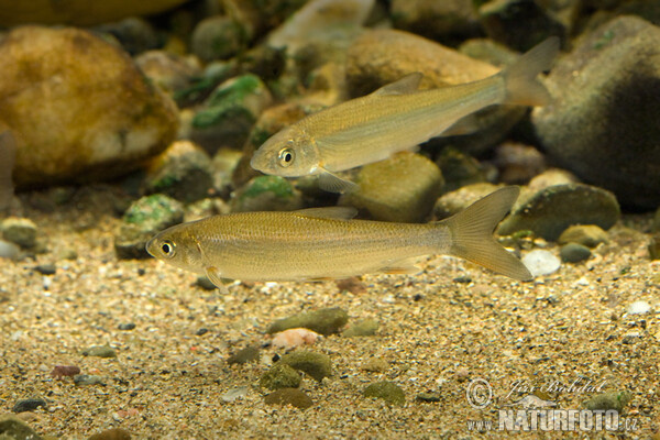 Ostroretka stěhovavá (Chondrostoma nasus)