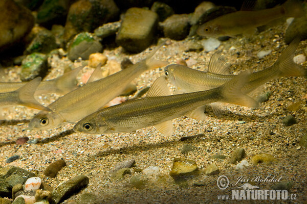 Ostroretka stěhovavá (Chondrostoma nasus)