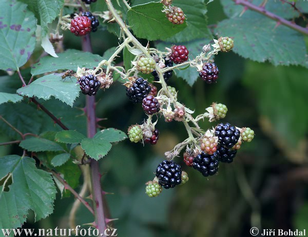 Ostružina dvojfarebnolistá (Rubus bifrons)