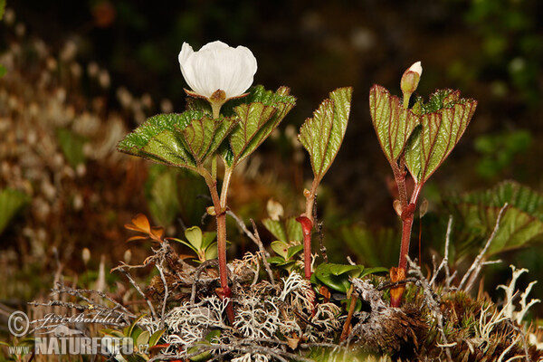 Ostružiník moruška (Rubus chamaemorus)