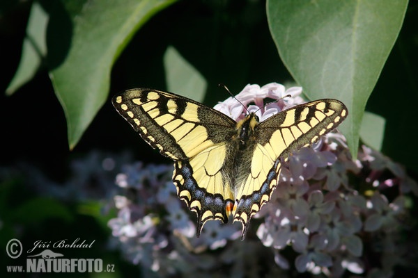 Otakárek fenyklový (Papilio machaon)