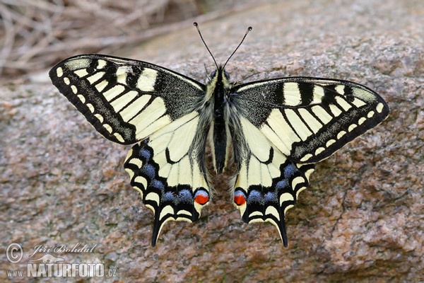 Otakárek fenyklový (Papilio machaon)