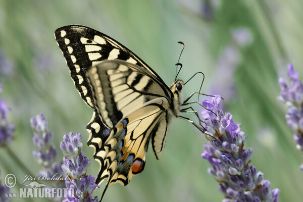 Otakárek fenyklový (Papilio machaon)