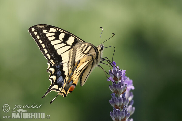 Otakárek fenyklový (Papilio machaon)