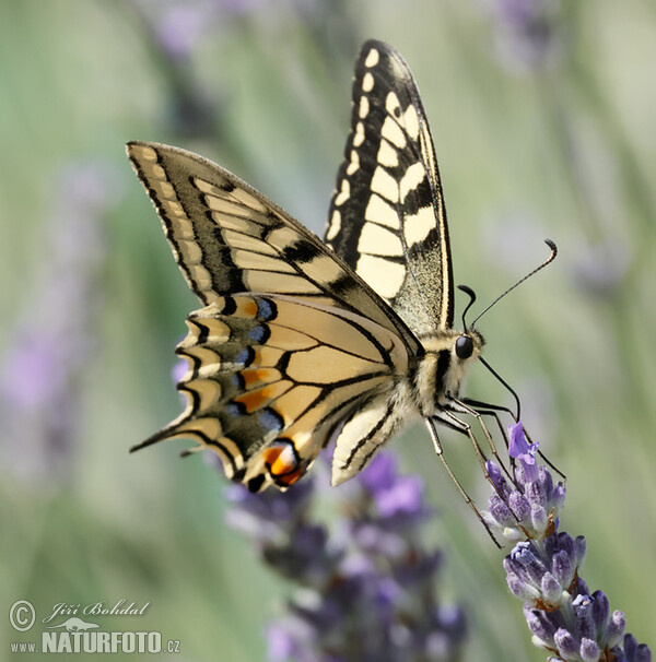 Otakárek fenyklový (Papilio machaon)