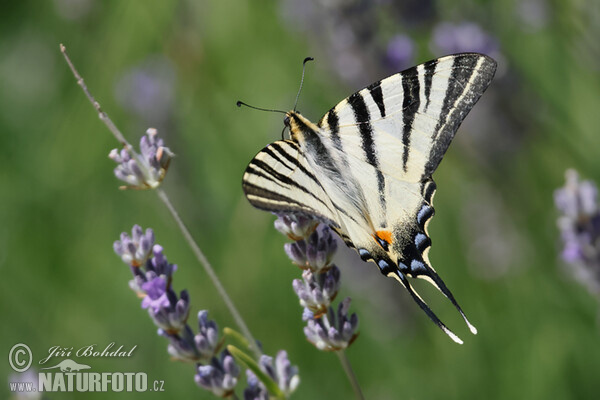 Otakárek ovocný (Iphiclides podalirius)