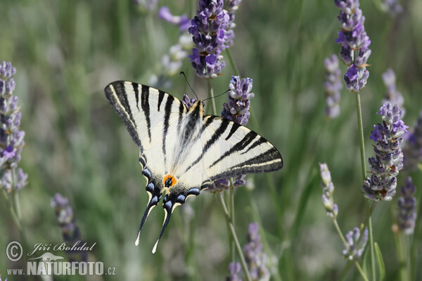 Otakárek ovocný (Iphiclides podalirius)