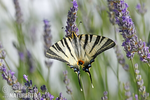 Otakárek ovocný (Iphiclides podalirius)