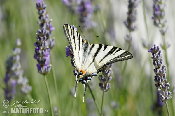 Otakárek ovocný (Iphiclides podalirius)