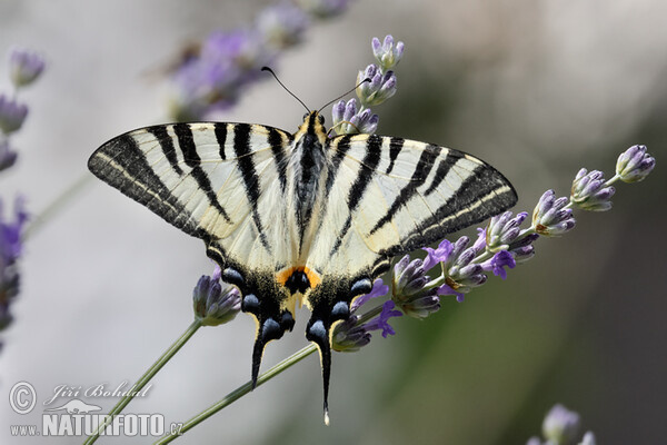 Otakárek ovocný (Iphiclides podalirius)