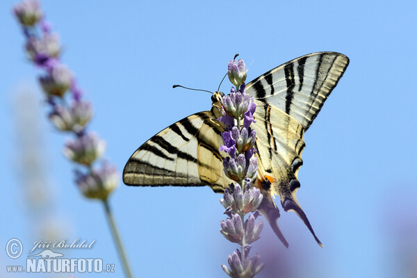 Otakárek ovocný (Iphiclides podalirius)