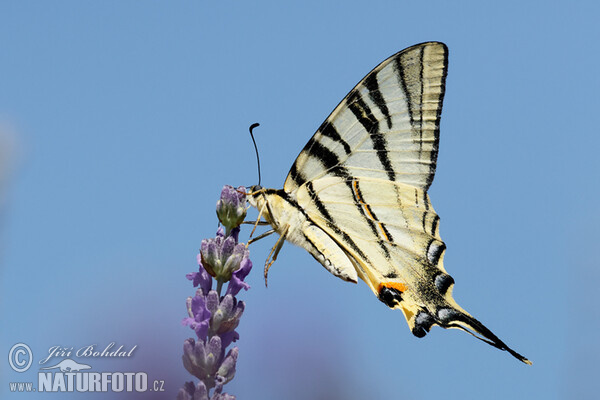 Otakárek ovocný (Iphiclides podalirius)