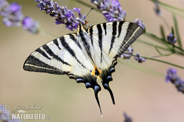 Otakárek ovocný (Iphiclides podalirius)