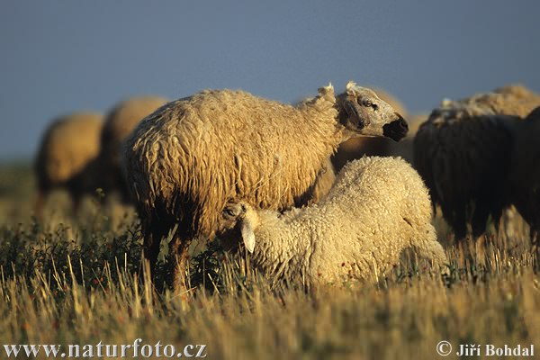 Ovca domáca (Ovis aries)