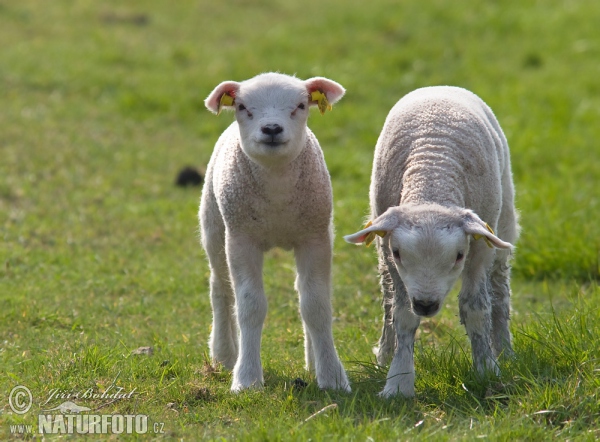 Ovca domáca (Ovis aries)