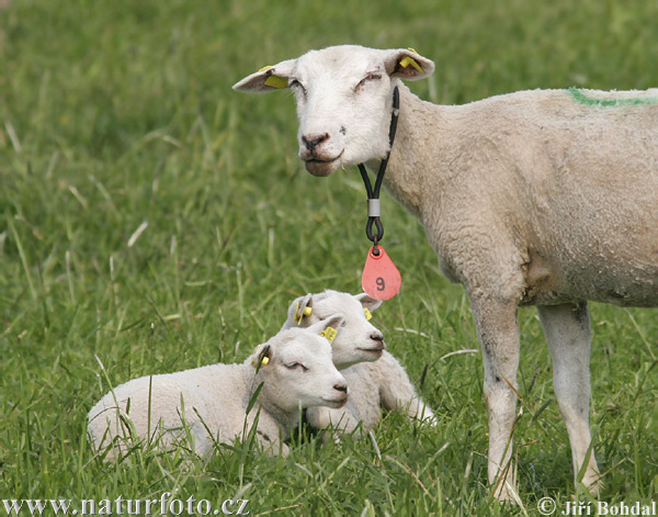 Ovca domáca (Ovis aries)