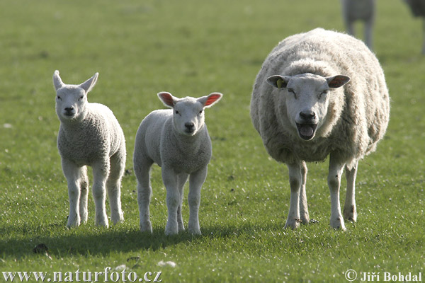 Ovca domáca (Ovis aries)