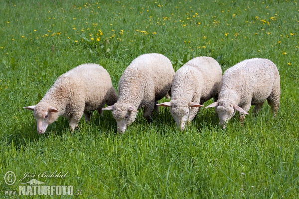 Ovca domáca (Ovis aries)