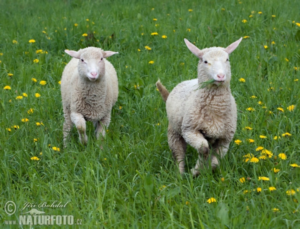 Ovca domáca (Ovis aries)