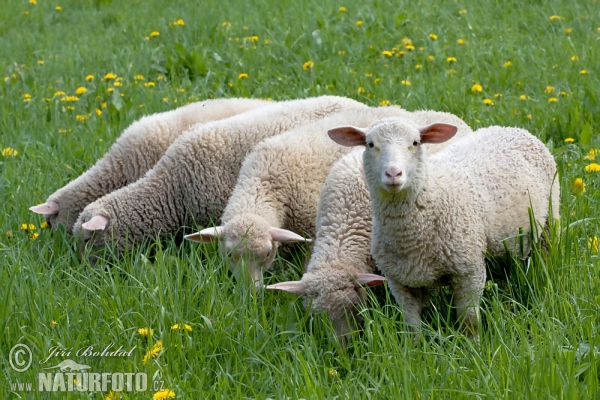 Ovca domáca (Ovis aries)