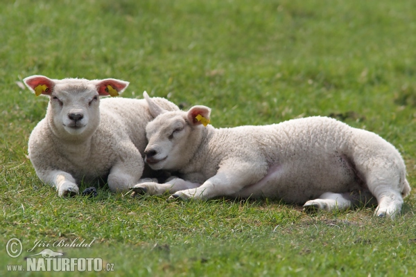 Ovce domácí (Ovis aries)