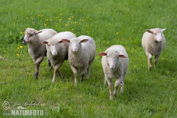 Ovce domácí (Ovis aries)