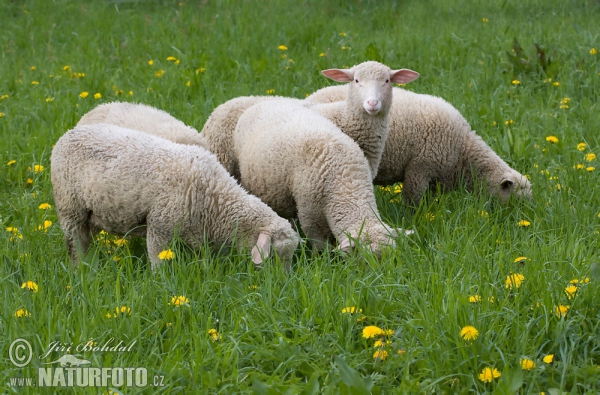 Ovce domácí (Ovis aries)