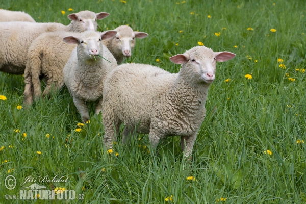 Ovce domácí (Ovis aries)