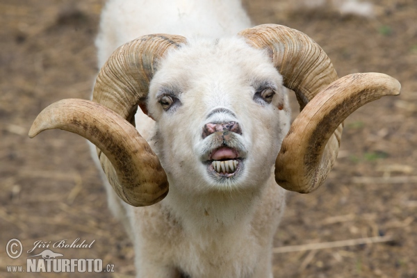 Ovce Ouessantská (Ovis orientalis aries Ouessant)