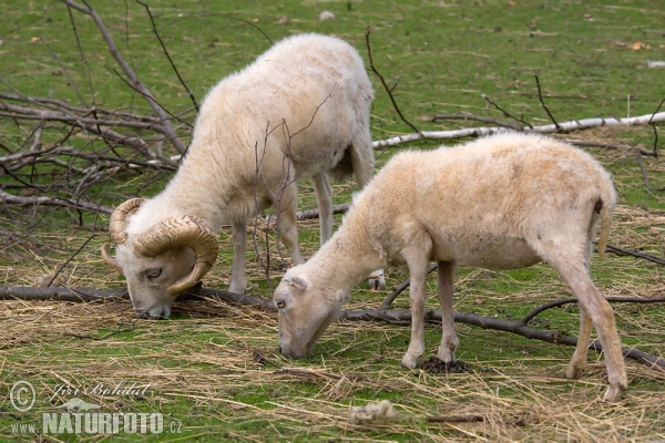 Ovce Ouessantská (Ovis orientalis aries Ouessant)