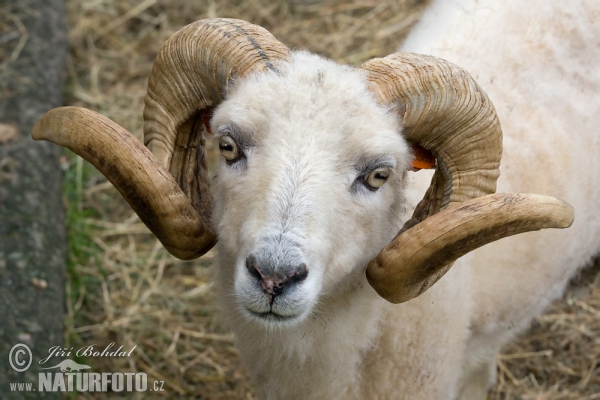 Ovce Quessantská (Ovis orientalis aries Ouessant)